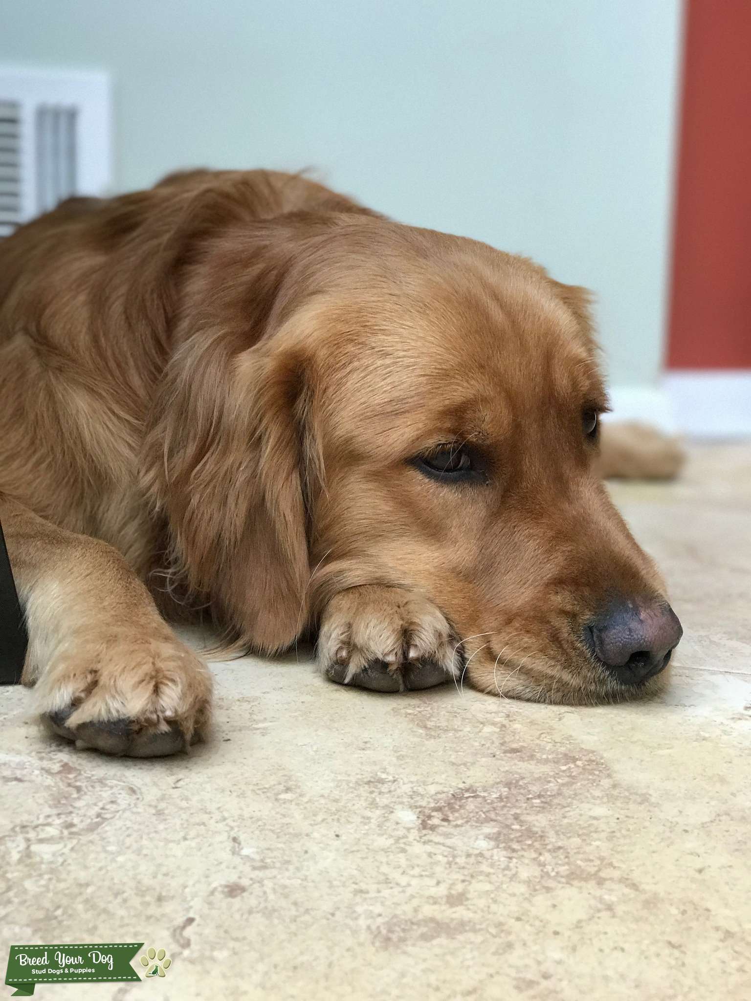 Golden Retriever Stud Dog Central New Jersey Breed Your Dog