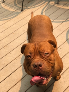 Dogue de Bordeaux Listing Image