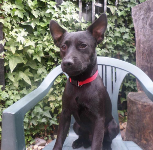 Loving all black patterdale. Listing Image