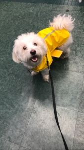 Male havanese dog for stud Listing Image
