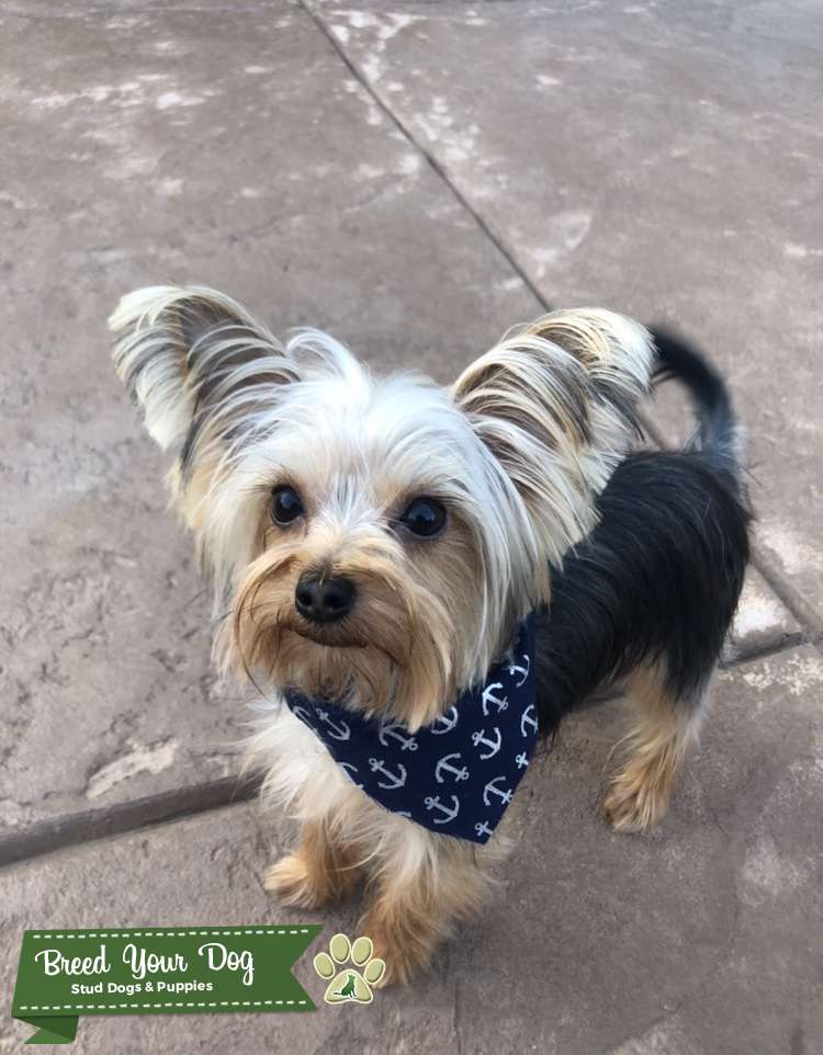 Yorkie Stud Stud Dog in South Bay California, the United States