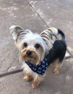 Yorkie Stud Listing Image