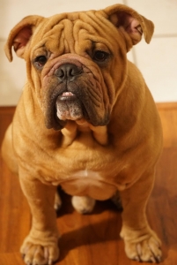 Victorian(British bulldog) Stud Listing Image