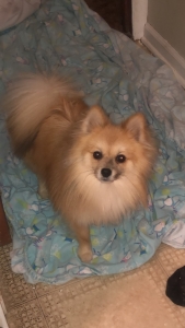 Male ( Pomeranian)  Listing Image