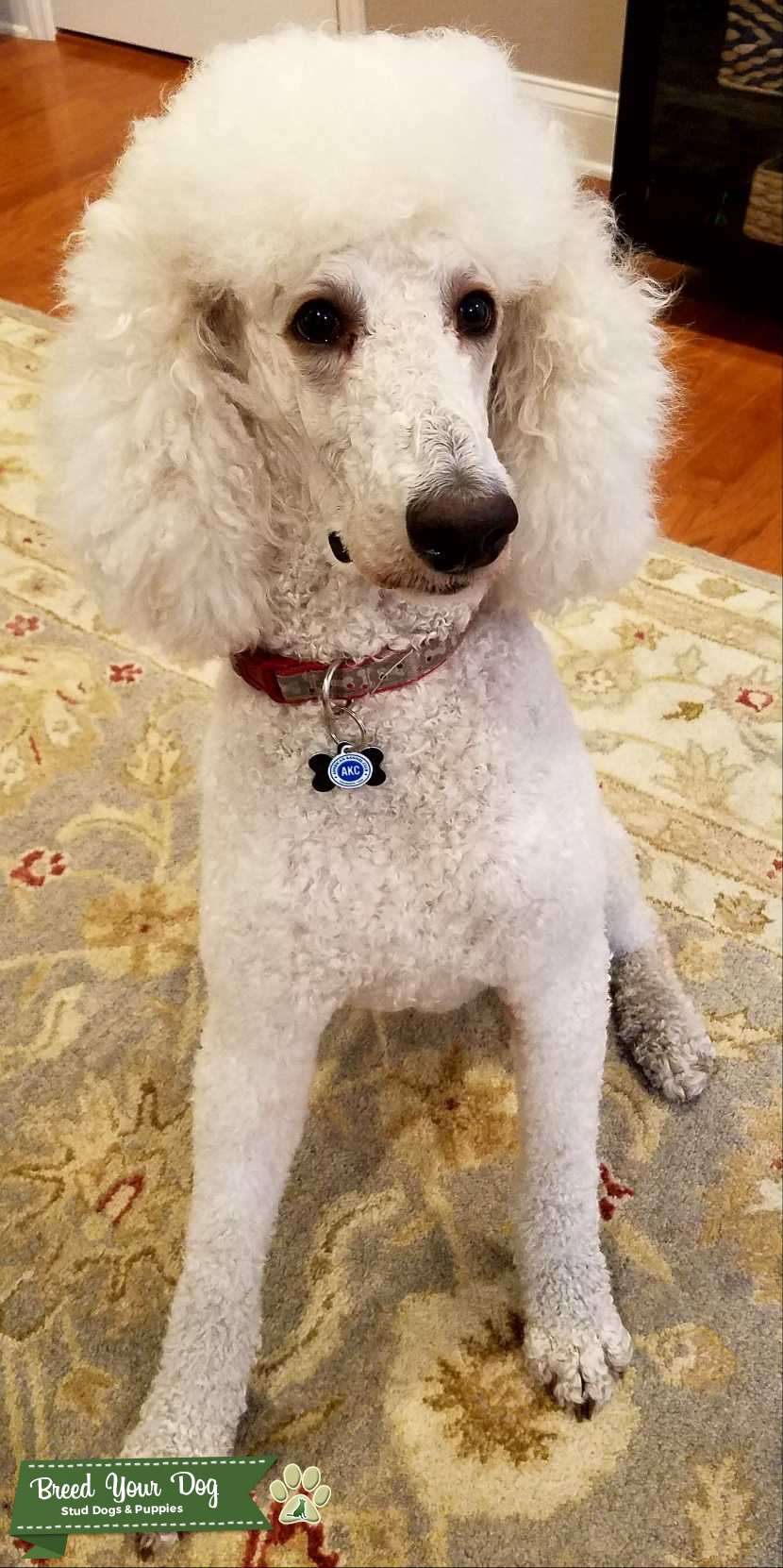 Standard poodle stud Stud Dog in Florida, United States Breed Your Dog