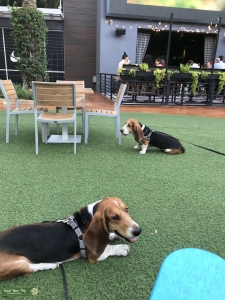 Bassett Hounds ( 2 Brothers  ) Listing Image