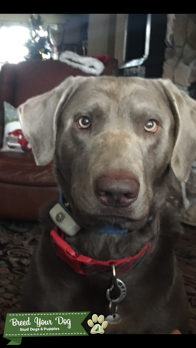 SILVER LAB Stud Dog in Prairie Village Kansas, the United States