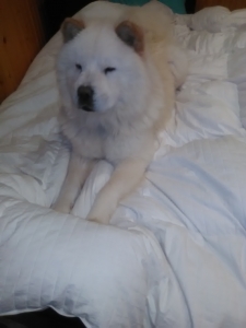 True China chow chow Listing Image