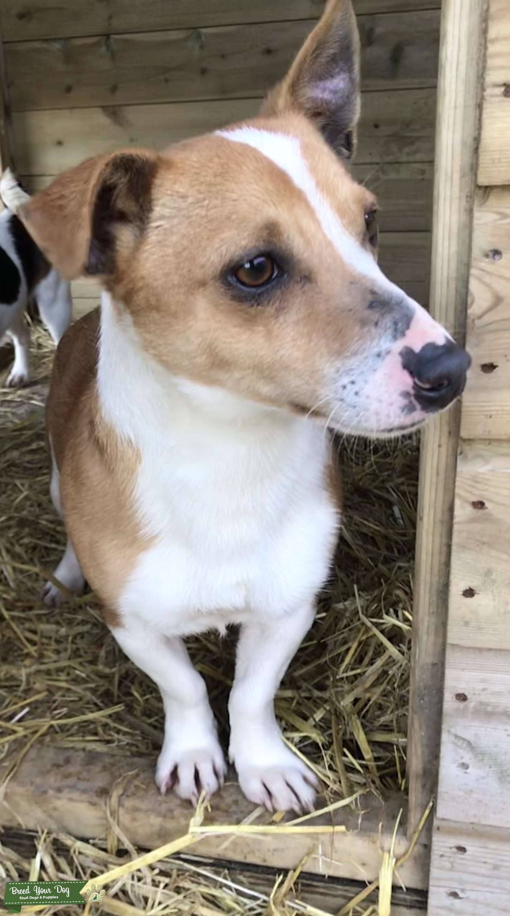 Best 10 Dog Toy Jack Russell Reviews And Buying Guide in 2023 Paws