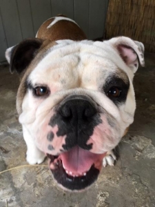 English Bulldog Stud Listing Image