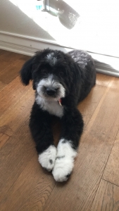 Mini bernedoodle Listing Image