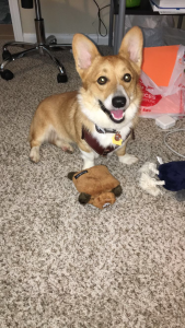  MALE Pembroke welsh corgi Stud Listing Image