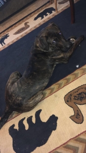 Brindle mastiff Listing Image