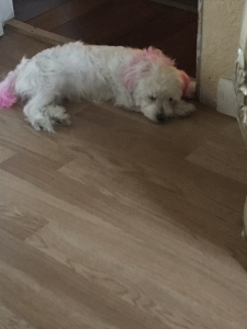 Looking for stud for female maltese Listing Image