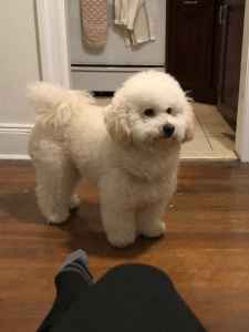 bichon cross poodle