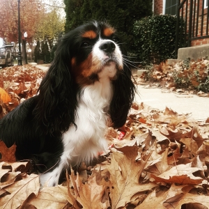 Cavalier King Charles looking for a Girlfriend Listing Image