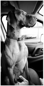 KC Registered Hungarian Vizsla Stud dog Listing Image