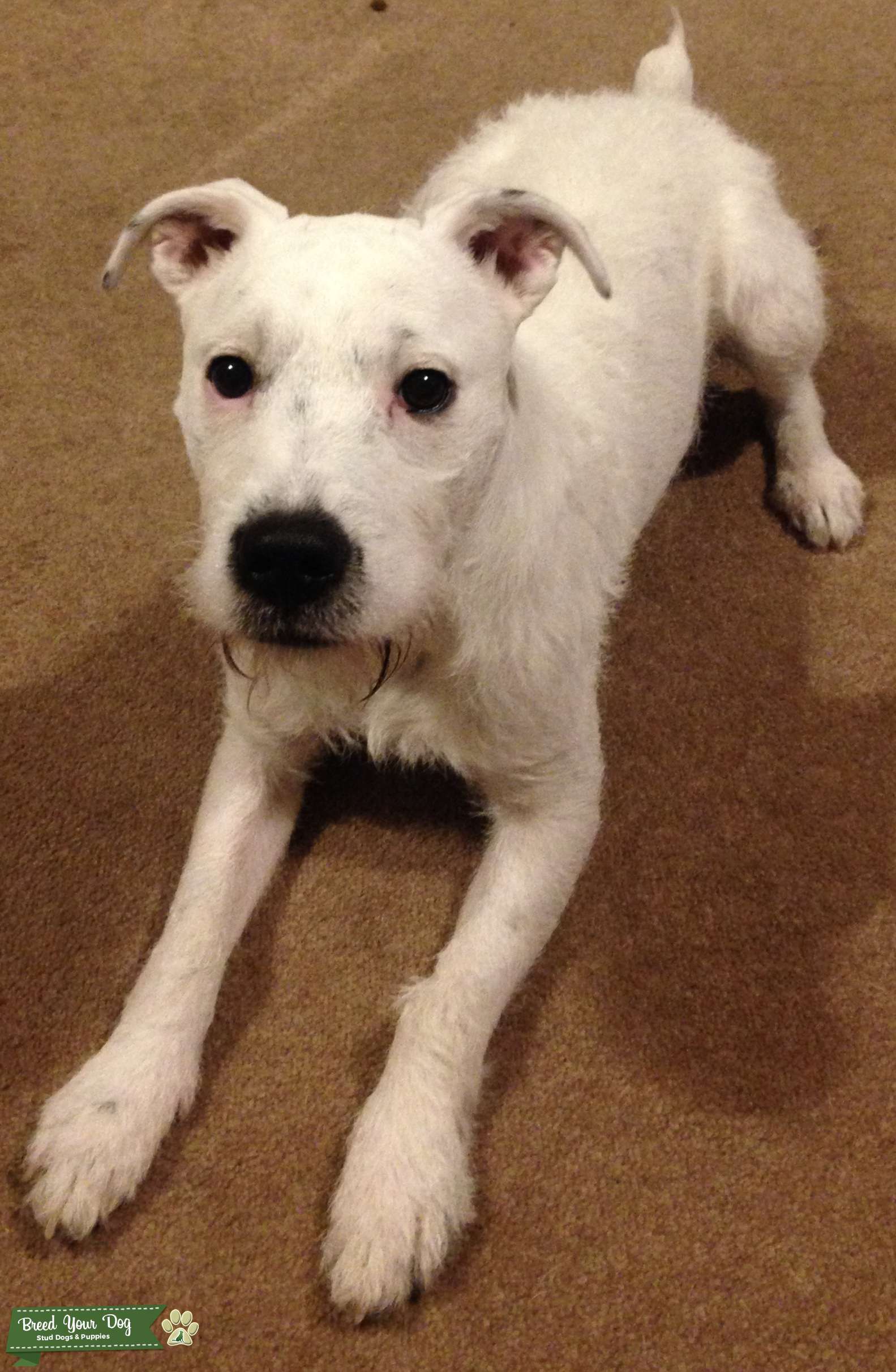 Stud Dog Handsome White Jack Russell Breed Your Dog