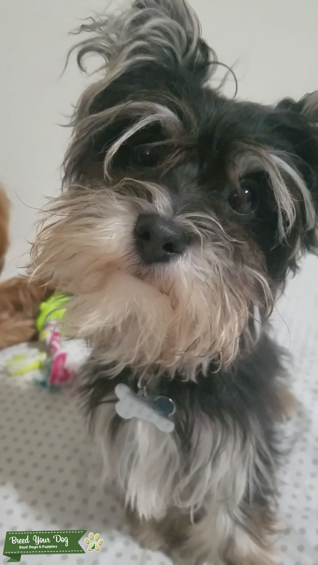 Havanese (b/w Male) Stud Dog in Coconut Creek, FLorida, the United