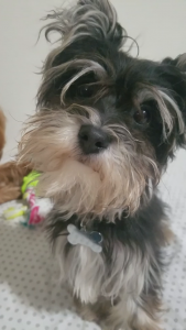 Havanese (b/w Male) Listing Image