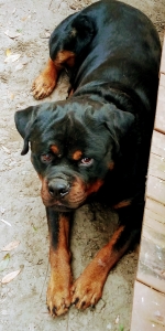  German Rottweiler  Listing Image
