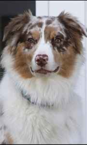red merle male australian shepherd