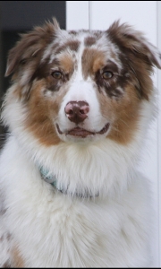 Red Merle male Australian shepherd  Listing Image