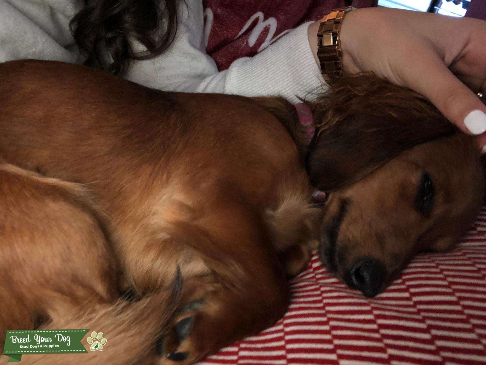 red sable long haired mini dachshund