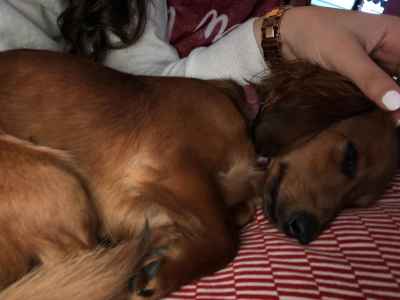 Stud Dog Red Sable Mini Dachshund Breed Your Dog