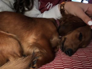 Red Sable Mini Dachshund  Listing Image