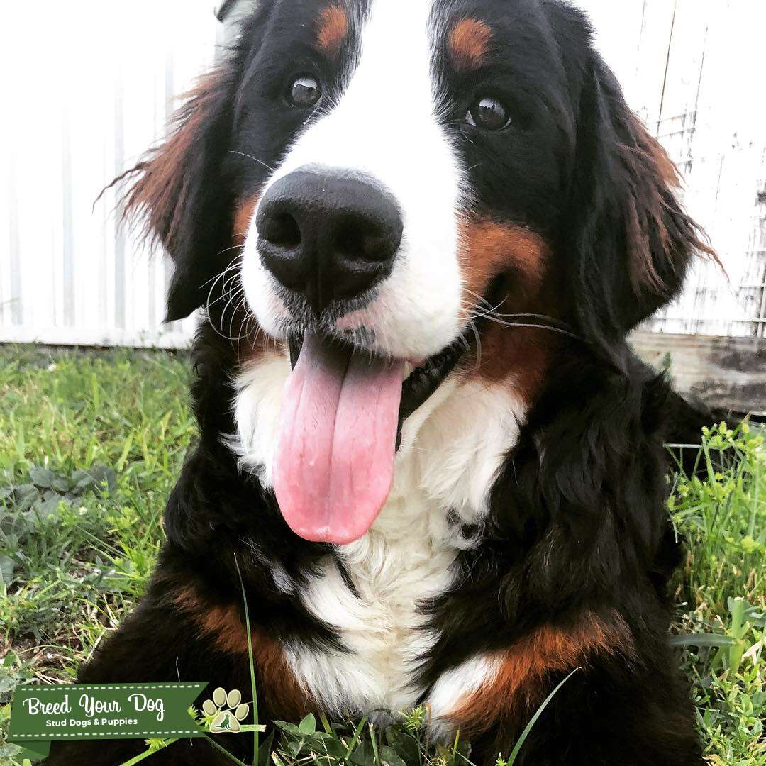 Male Bernese mountain Dog Stud Stud Dog in FL Florida, the United