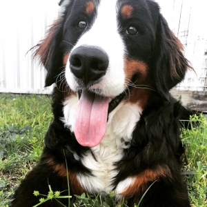 Male Bernese mountain Dog Stud Listing Image