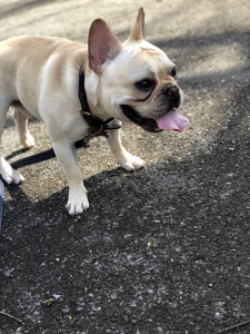 AKC REGISTERED CHAMPION BLOODLINE CREAM FRENCH BULLDOG Listing Image