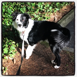 Black/White Border Collie Male Listing Image