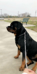 Rottweiler Stud Listing Image