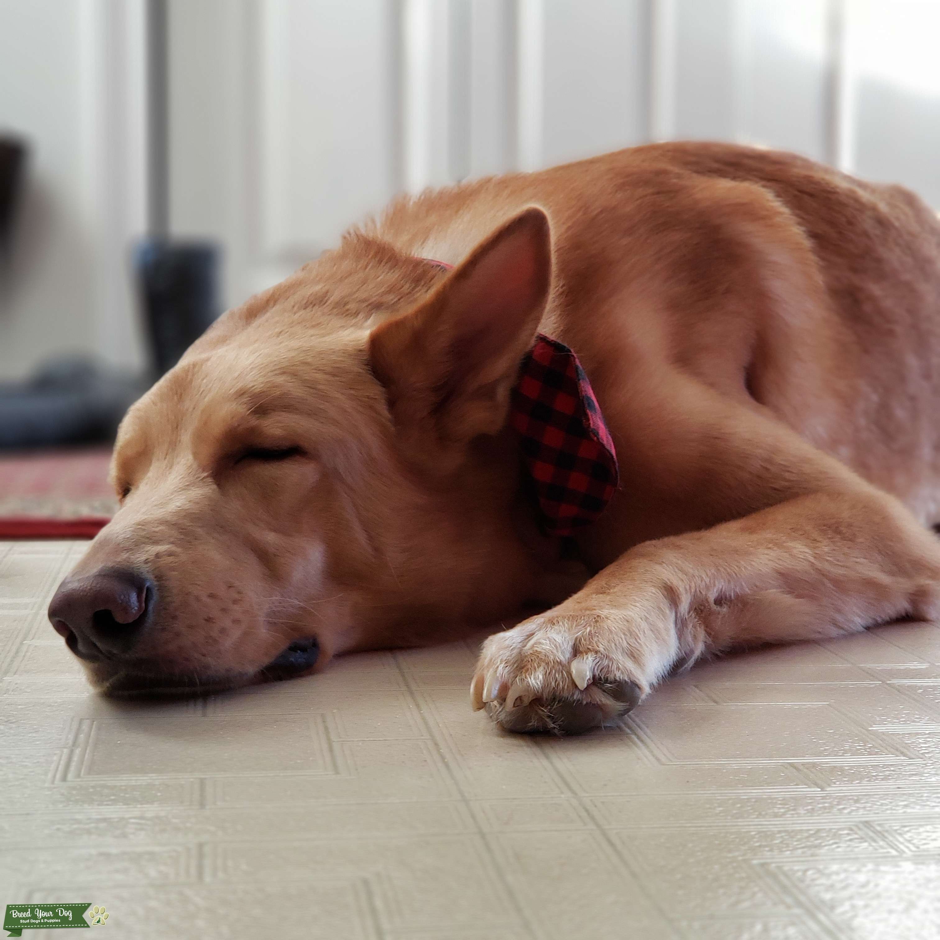 Blonde German Shepherd Puppies - Westside German Shepherd Rescue of Los