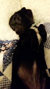 Chiweenie Listing Image