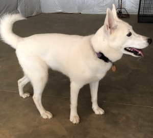 AKC Siberian Husky (Bitch) Listing Image