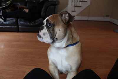 male british bulldog