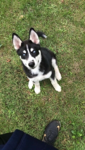 Stud dog needing bitch Listing Image