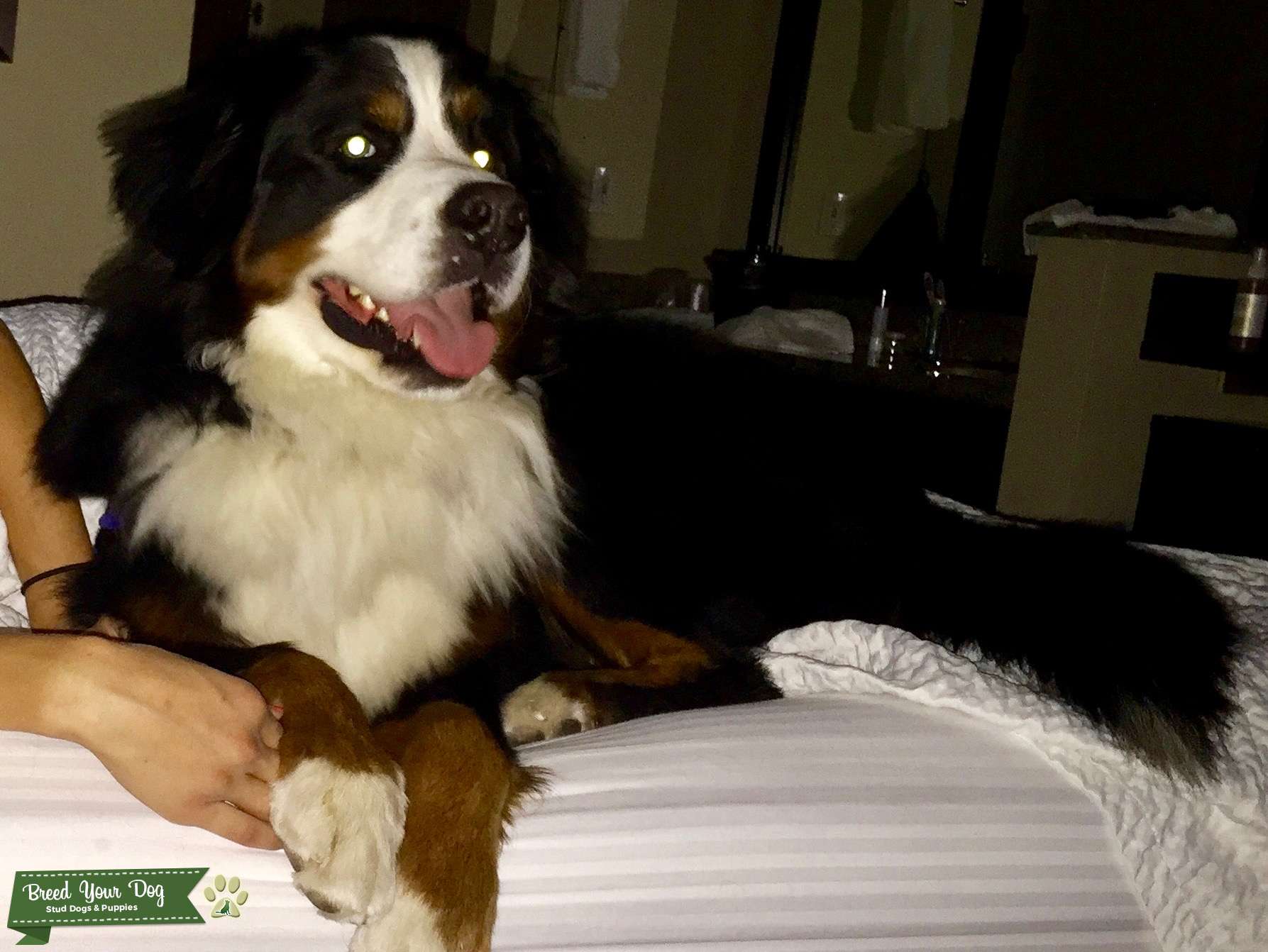 male bernese mountain dog