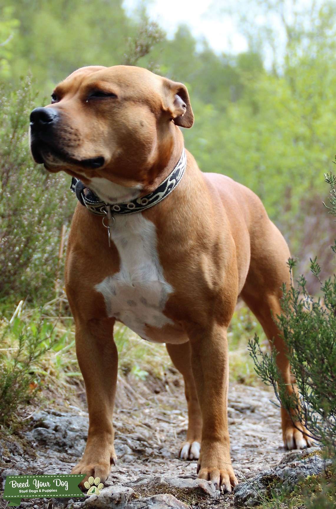 Stud Dog Handsome and smart Male Staffy Breed Your Dog