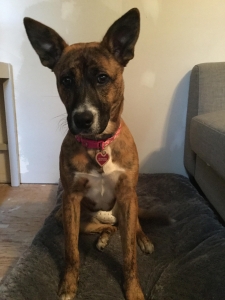 Boxer/ Australian Shepherd/ mastiff Listing Image
