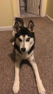 looking for a female dog  Listing Image