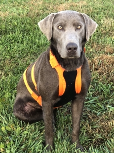 Amazing Iowa Silver Lab with Upland Game, Waterfowling, Dock Diving, and Shed Hunting Prowess Listing Image