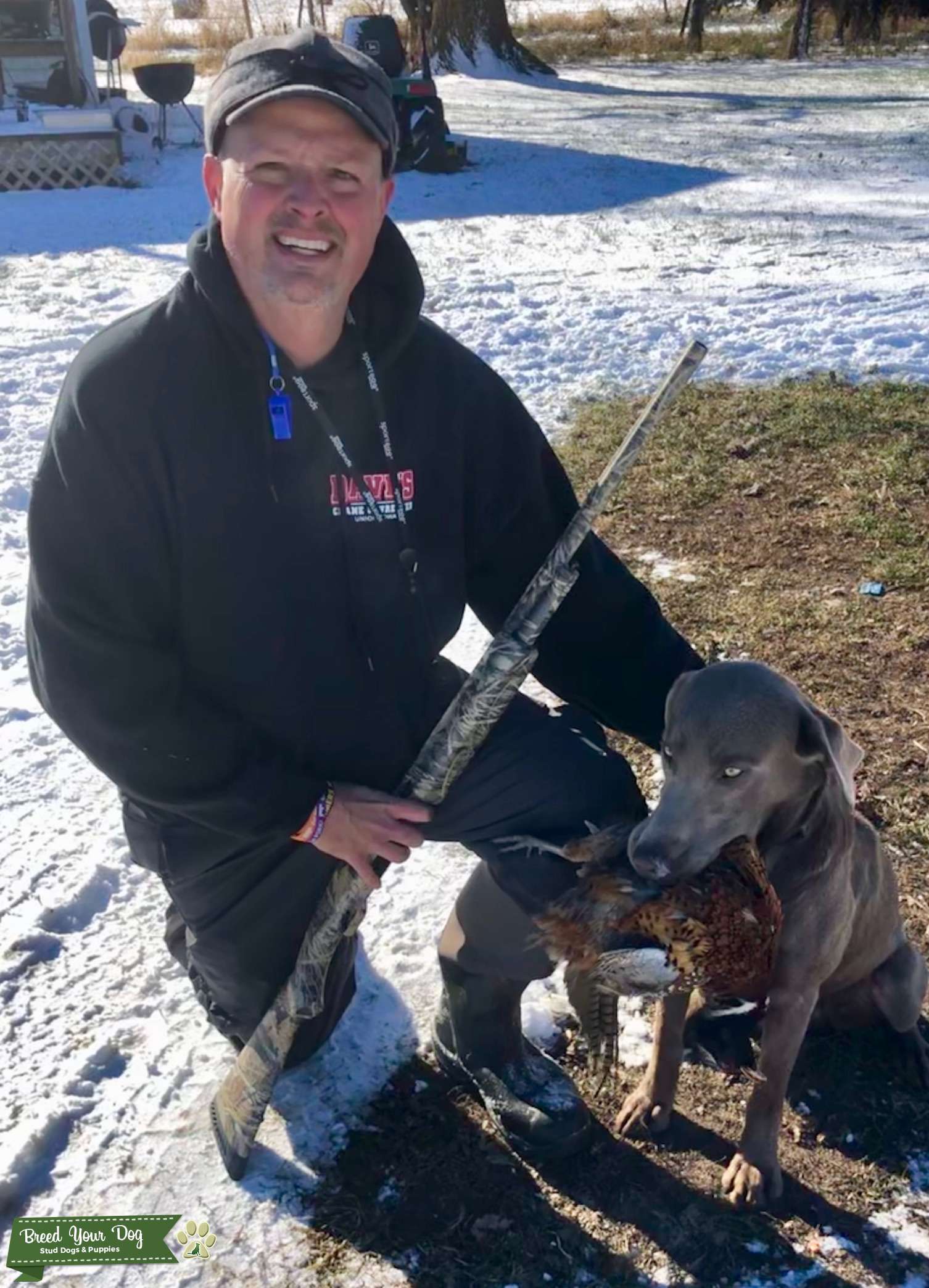 Amazing Iowa Silver Lab with Upland Game, Waterfowling, Dock Diving