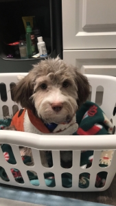 Havanese Stud  Listing Image