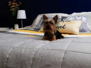 4 pound Yorkie Stud  Listing Image