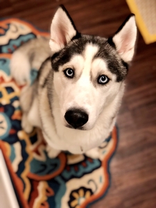 Beautiful Male Husky Stud Listing Image