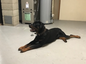 LARGE MALE ROTTWEILER 1 Y/O W/ PAPERS Listing Image